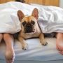 What There Is To Know About Pet Friendly Bed And Breakfast