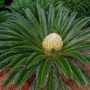 What To Know About Cycads For Sale