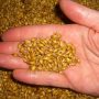 Things To Know About Barley Seed For Sale